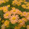 Chrysanthemum Mary Stoker